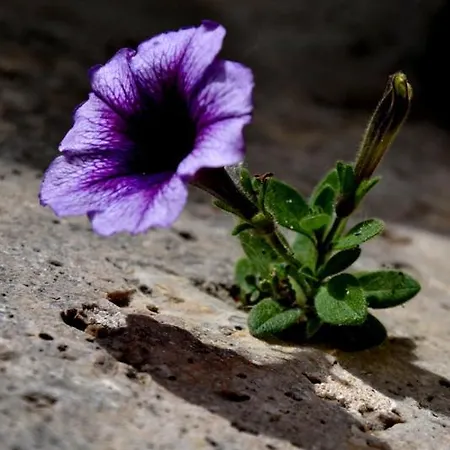 Bed and breakfast Casale Fonte Vecchia